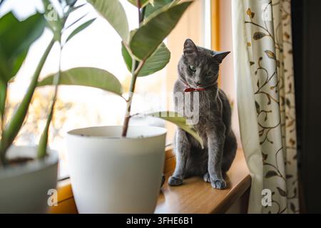 Gatto blu russo con occhi verdi seduto su un davanzale soleggiato tra le piante d'appartamento. Un animale grigio curioso esplora un giardino interno in un accogliente interno domestico. Foto Stock