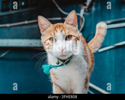 Un primo piano di un gatto arancione e bianco con una zampa sollevata e un collare turchese, che guarda pensieroso con una luce naturale soffusa sul suo pelo Foto Stock