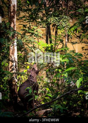 Un tapiro amazzonico (Tapirus terrestris) cammina attraverso un recinto boscoso nell'Amazzonia ecuadoriana. Il grande mammifero erbivoro ha un mantello marrone scuro Foto Stock