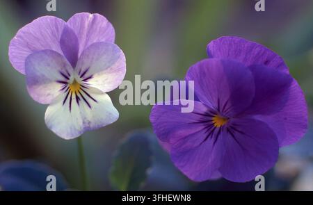 PRIMA VISTA DI FIORITURE (VIOLA) FIORI VIOLA E BIANCHI IN PIENA FIORITURA. Foto Stock