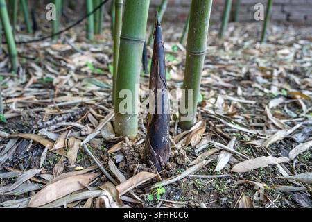 Germogli di bambù freschi che spuntano dal terreno Foto Stock