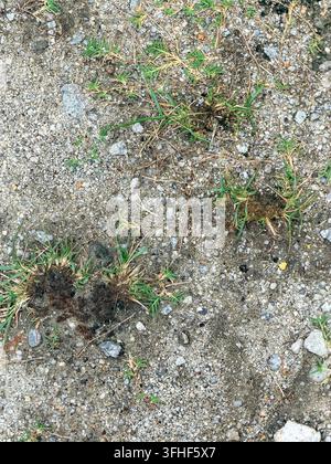Prima vista dall'alto di terreno secco e compatto, ghiaia ed erba verde sparsa che cresce attraverso una superficie del terreno disturbata. Foto Stock