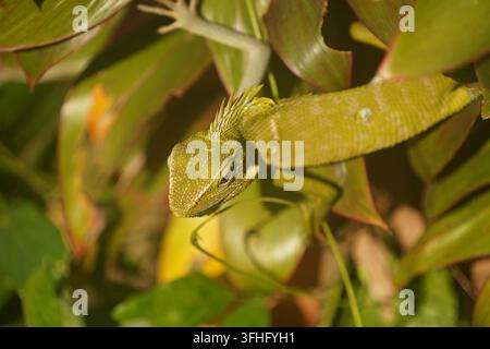 Sauria della foresta con criniera verde (Bronchocela jubata) tra il fogliame, Goa Gajah, Bali, Indonesia Foto Stock