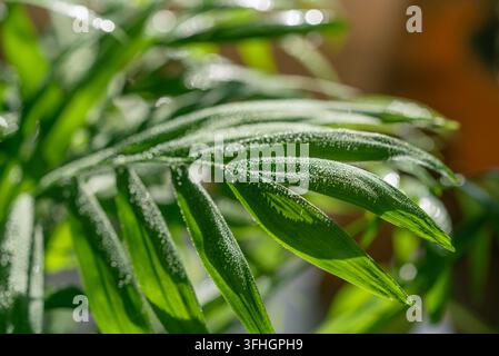 Foglie di palma verde rigogliose, ricoperte di gocce d'acqua scintillanti, che si crogiolano nella luce naturale del sole e offrono uno sfondo rinfrescante e vibrante che simboleggia la crescita e la bellezza organica Foto Stock
