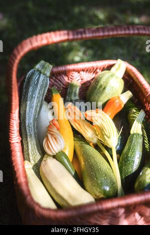 Primo piano del cesto di vimini ripieno di zucchine fresche e di zucca. Fotografia gastronomica Foto Stock