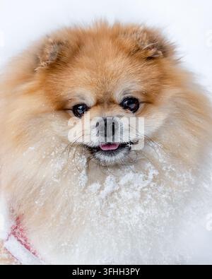 Cane Pomerania soffice che gioca nella neve Foto Stock