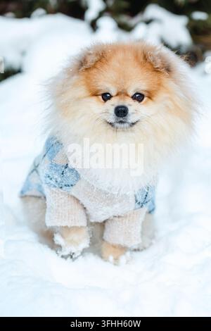 Cane Pomerania con maglione in piedi in un paesaggio invernale innevato Foto Stock