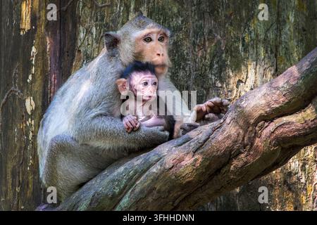Ritratto di una madre macaca e del suo neonato in un albero ad Angkor, in Cambogia Foto Stock