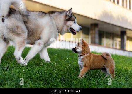 Husky siberiano e cucciolo di Shiba Inu che si incontrano all'aperto Foto Stock