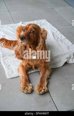 Cucciolo di cocker spaniel carino seduto sul pavimento a casa. Foto Stock