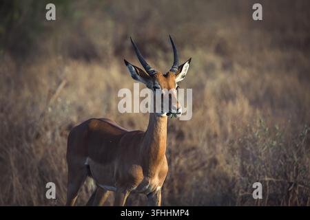 Impala maschio in piedi nella savana secca del parco nazionale di Tsavo, Kenya Foto Stock
