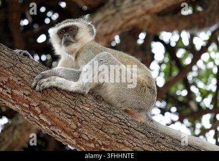 Scimmia vervet (Chlorocebus pygerythrus) appollaiata su un ramo spesso nella natura selvaggia, Botswana, Africa Foto Stock