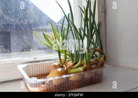 Scape verdi che germogliano da bulbi posizionati in un vassoio pieno d'acqua su un davanzale, illustrando l'agricoltura urbana, l'autosufficienza e la comodità della casa Foto Stock