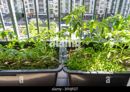 Piante di pomodoro che crescono in pentole nell'appartamento balcone giardino. Piantagioni di hobby Foto Stock