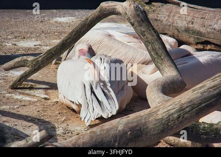 Klaipėda, Lituania - 28 agosto 2026. I pellicani si riposano al Museo del Mare lituano Foto Stock