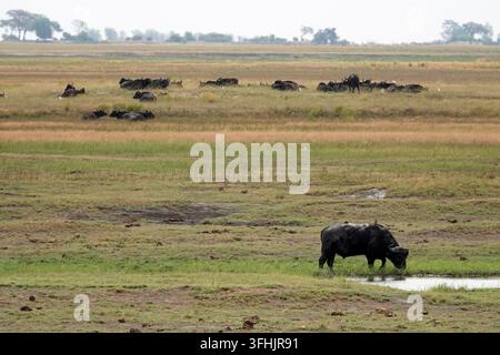 Branchio di bufali del Capo africani che pascolano e si riposano nelle praterie della savana del safari del Botswana Foto Stock