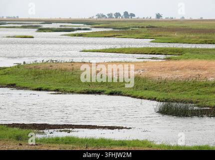 Vista panoramica delle zone umide del delta dell'Okavango in Botswana, con canali di erba rigogliosa e acqua calma durante il paesaggio della stagione secca Foto Stock
