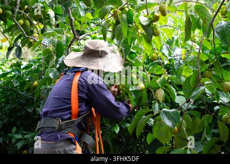 Prima piano di un agricoltore locale che raccoglie cachi direttamente da rami fruttuosi in un giardino di frutta biologico a Da Lat, Lam Dong, Vietnam Foto Stock