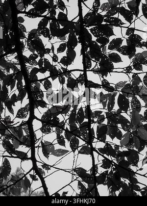 Astratto in bianco e nero che guarda verso l'alto tra le foglie e i rami di un albero Foto Stock