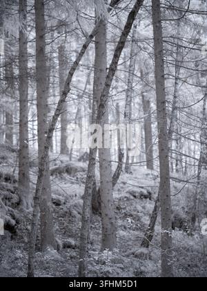 Gli alberi si ergono in una foresta, catturati usando un filtro infrarosso. La scena mostra uno spettro unico in cui il fogliame e la corteccia appaiono in diverse tonalità c Foto Stock