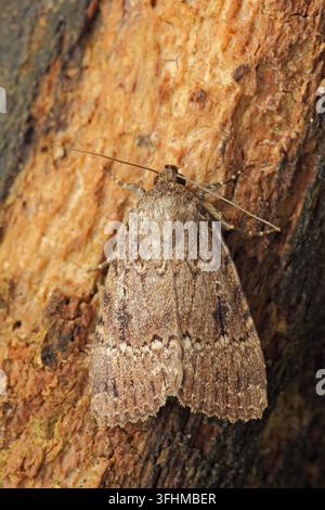 Farfalla di rame (Amphipyra pyramidea) Foto Stock