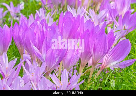 Zafferano d'autunno / zafferano dei prati (Colchicum autumnale / Colchicum multiflorum), pianta erbacea tossica a fioritura autunnale simile ai veri zafferani Foto Stock