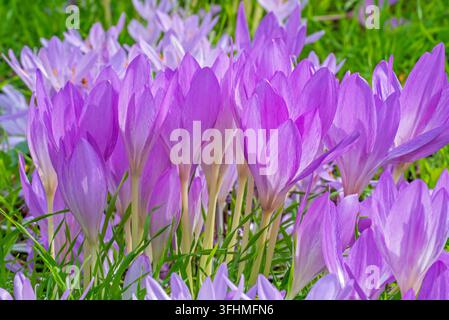 Zafferano d'autunno / zafferano dei prati (Colchicum autumnale / Colchicum multiflorum), pianta erbacea tossica a fioritura autunnale simile ai veri zafferani Foto Stock
