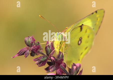 Offuscato pallido giallo (Colias hyale) Foto Stock