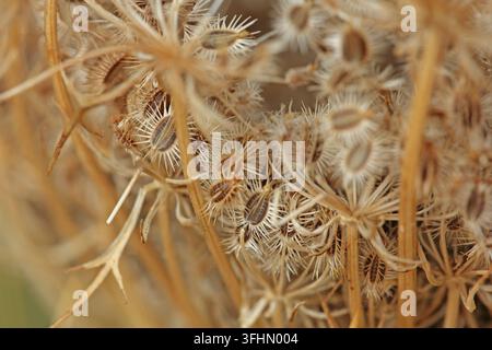 Carota selvatica (Daucus carota) Foto Stock