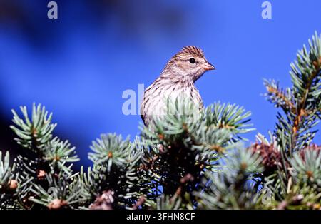 Passero di Cassin (Haemorhous cassinii) in un abete di Engelmann in estate. Yaak Valley, Montana. Foto Stock