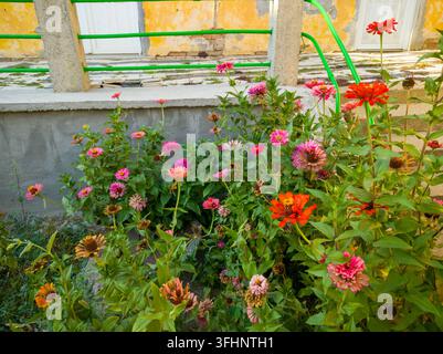 Un letto da giardino lussureggiante in campagna pieno di una fila di fiori colorati rossi, rosa e magenta di Zinnia elegans che fioriscono accanto a scale di cemento. Foto Stock