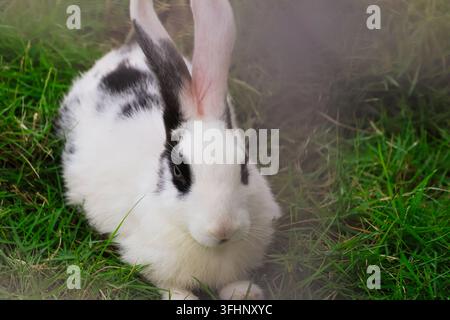 Coniglio domestico alimentato con curiosità su una macchia di erba verde. Un simpatico coniglio maculato con orecchie rosa traslucide. Foto Stock