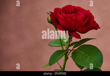 Rosa rossa con un piccolo bocciolo e foglie verdi su uno sfondo texture Foto Stock