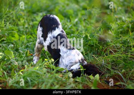 Giovane cucciolo di English Springer Spaniel che indaga gli odori nell'erba alta durante l'esplorazione all'aperto. Razza sportiva curiosa che mostra un fiuto naturale Foto Stock