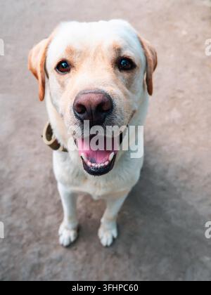 Bella adulto golden labrador cane. Doggy sorridente. Egli ha la sensazione di sentire caldo in estate. Foto Stock