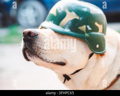 Bellissimo cane Golden Labrador adulto con casco militare. Cagnolino sorridente. Gli fa caldo in estate. Cane da guerra addestrato. Foto Stock