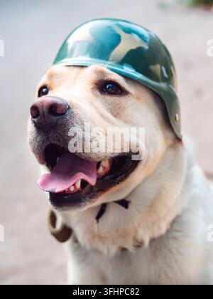 Bellissimo cane Golden Labrador adulto con casco militare. Cagnolino sorridente. Gli fa caldo in estate. Cane da guerra addestrato. Foto Stock