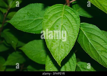 Un primo piano macro di una foglia di un verde vivace con una rete di venature dettagliata, bordi seghettati e gocce d'acqua fresche sulla sua superficie lucida. Freschezza, Foto Stock