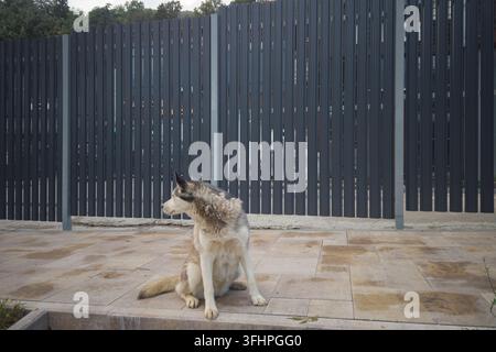 Un cane di tipo husky grigio e bianco seduto attentamente su piastre di pietra chiara. Il cane guarda di profilo lontano da un ambiente urbano all'aperto Foto Stock