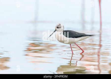 Triglia nera (Himantopus himantopus) che si nutre in una palude. Foto Stock
