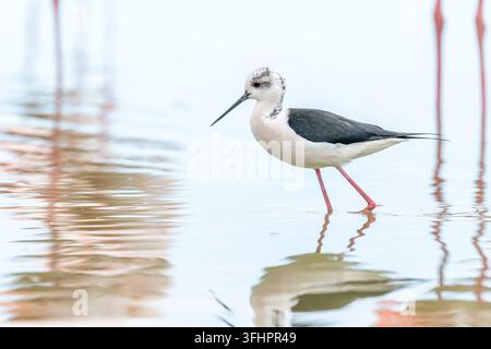 Triglia nera (Himantopus himantopus) che si nutre in una palude. Foto Stock