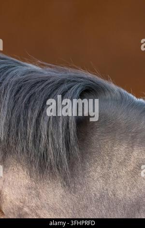 Primo piano della criniera di un cavallo grigio. Foto Stock