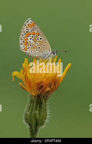 Brown argus (Aricia agestis) Foto Stock