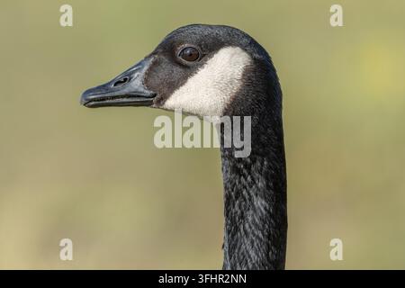Ritratto di un'oca canadese (Branta canadensis). Foto Stock