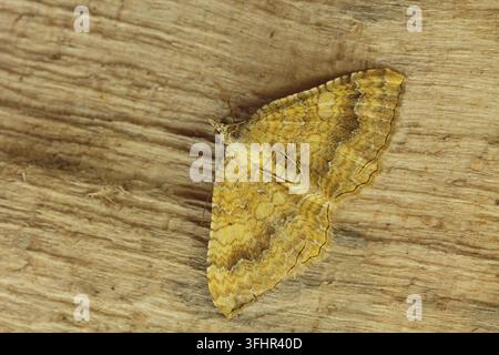 Guscio giallo (Camptogramma bilineata) Foto Stock