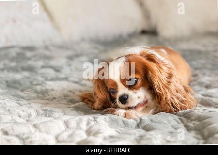 Ritratto di un cucciolo di razza puro e carino Cavalier King Charles Spaniel. Cane che mastica un osso sdraiato su un letto, messa a fuoco selettiva Foto Stock
