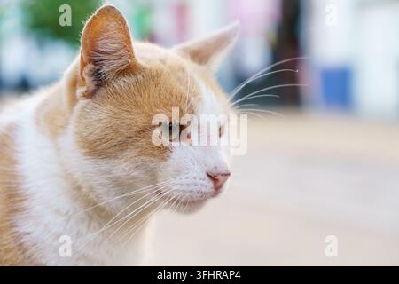 Ritratto di capelli rossi con gatto bianco in primo piano sulla strada. Il gatto randagio guarda in su con speranza. Animali senzatetto nelle città urbane Foto Stock