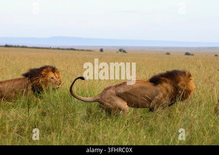 Due leoni maschi si accovacciano in erba alta, pedinando prede nella riserva nazionale Masai Mara, Kenya Foto Stock