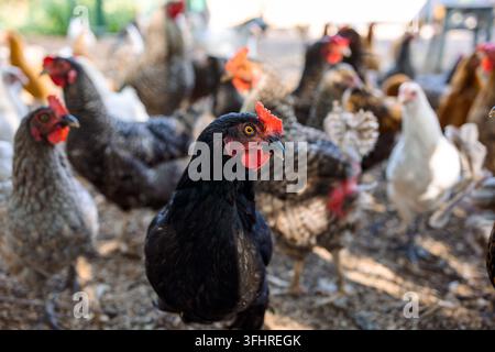 Cortile di pollame con galline domestiche, galli, oche. Gli uccelli camminano nella fattoria naturale biologica rurale e mangiano cibo. Messa a fuoco selettiva. Foto di alta qualità Foto Stock
