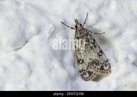Falena delle muschi (Eudonia lacustrata) Foto Stock